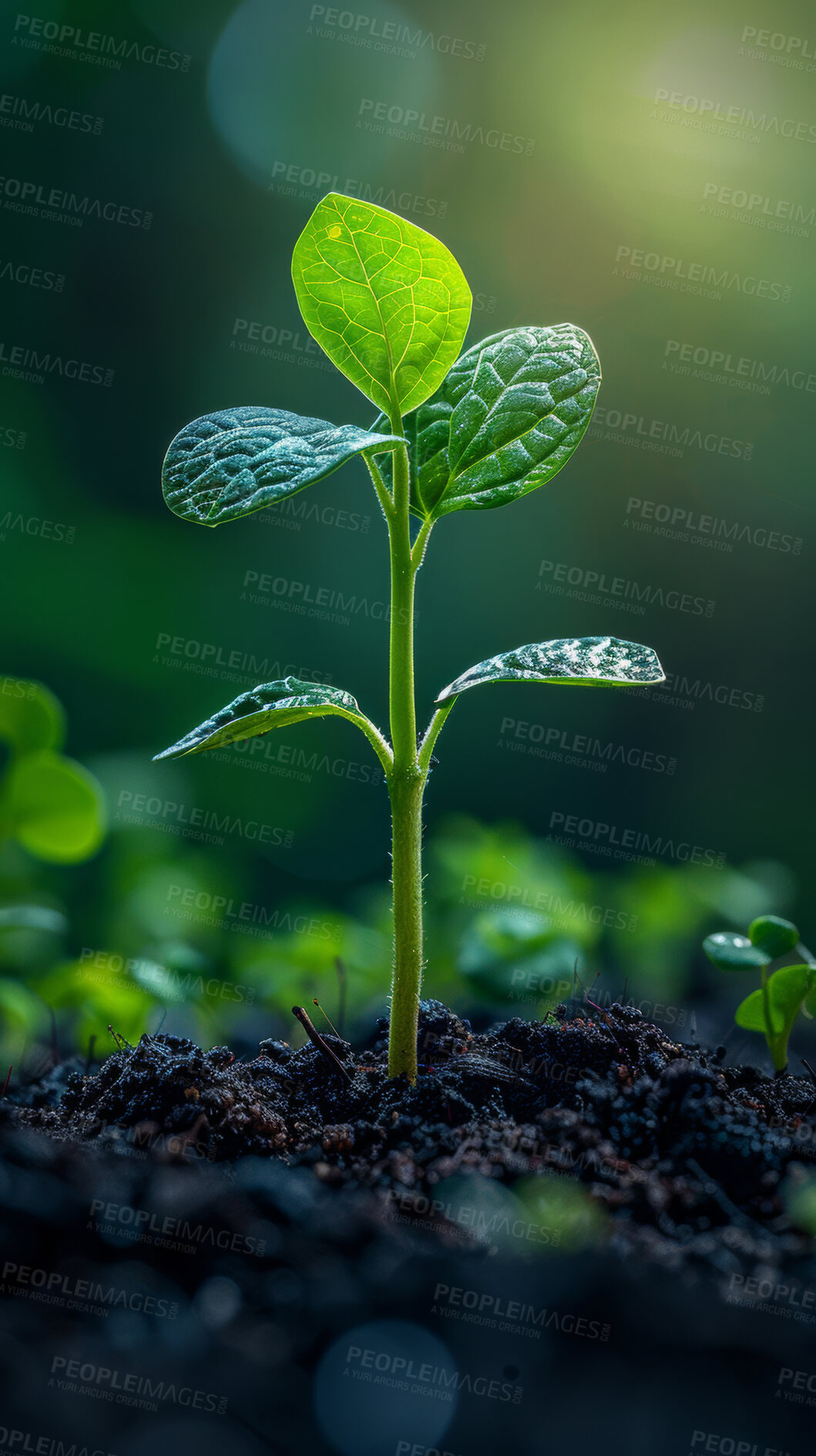Buy stock photo Stem, growth and soil in nature for sustainability, seedling or fertiliser dirt. Lens flare, agro and green leaves with plant for natural environment, earth day or spring for eco friendly park