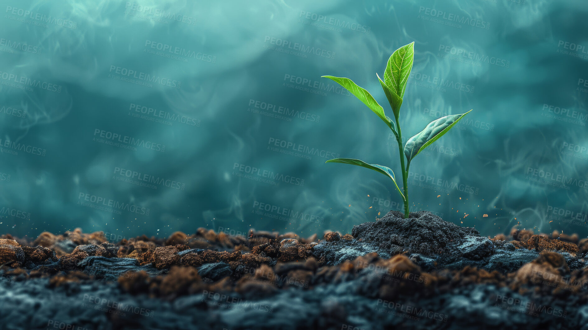 Buy stock photo Seedling, grow and plant in forest, mist and mockup in environment, earth and leaves in soil outdoor. Agriculture, dirt and nature for carbon footprint, sustainability and project for food in garden