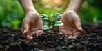 Earth, growth and plant in garden, hands and ecology of environment, farmer and outdoor for leaves in nature. Seedling, dirt and volunteer with care for sustainability, eco  friendly or person