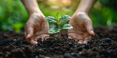 Earth, growth and plant in garden, hands and ecology of environment, farmer and outdoor for leaves in nature. Seedling, dirt and volunteer with care for sustainability, eco friendly or person