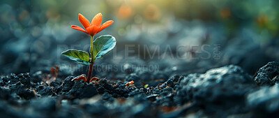 Seedling, grow and plant in soil, flower and mockup in environment, earth and leaves in farm outdoor. Agriculture, dirt and field for carbon footprint, sustainability and Mexican sunflower in garden