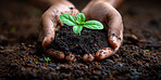 Earth, agriculture and plant in garden, hands and ecology of environment, farmer and outdoor for leaves in nature. Seedling, dirt and volunteer with care for sustainability, eco  friendly or person