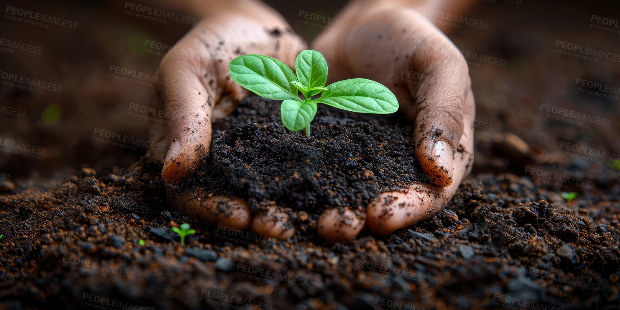 Buy stock photo Earth, agriculture and plant in garden, hands and ecology of environment, farmer and outdoor for leaves in nature. Seedling, dirt and volunteer with care for sustainability, eco  friendly or person