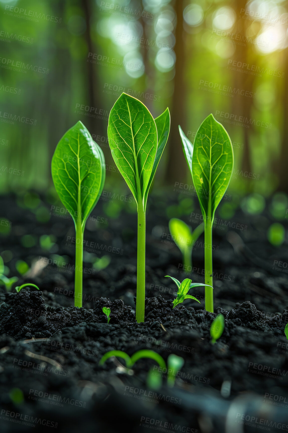 Buy stock photo Seedling, soil and plant for agriculture, nature and garden for grow and sapling for farming. Spring, dirt or natural lead for fresh sprout for environment conservation, eco friendly and green growth