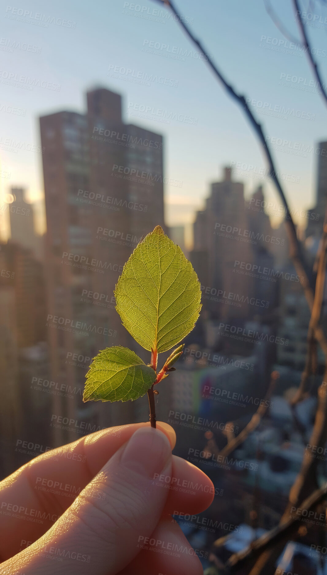 Buy stock photo Hand, leaf and person in city, sunshine and eco friendly living with urban town, plant and buildings. New York, skyscraper or human with fingers, sky or sustainability with growth, summer or sunlight