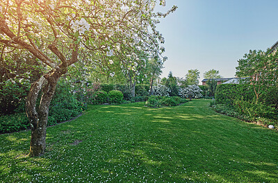 Buy stock photo Gardening, trees and grass in backyard for landscape in spring or summer in the country. Plant, lawn and garden with flowers or bush or sun in nature with space for maintenance in the outdoor.