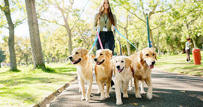 Buy stock photo Woman, walking and dogs in park for exercise or pet care, outdoor activity in United Kingdom. Female trainer, wellness and golden retriever on leash in garden path, service for animals in summer