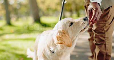 Snack, pet and hand of owner outdoors in park for walking, exercise and bonding on summer day. Person, dog or labrador animal together outside with food for training, health and meal on adventure