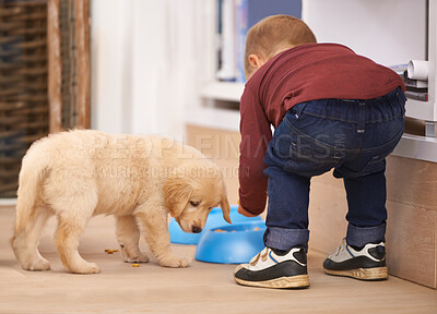 Buy stock photo Child, puppy and bowl with home, food and pet with love at house. Kid, dog and golden retriever or hungry labrador with youth, bonding or sharing together with responsibility for animals or pets