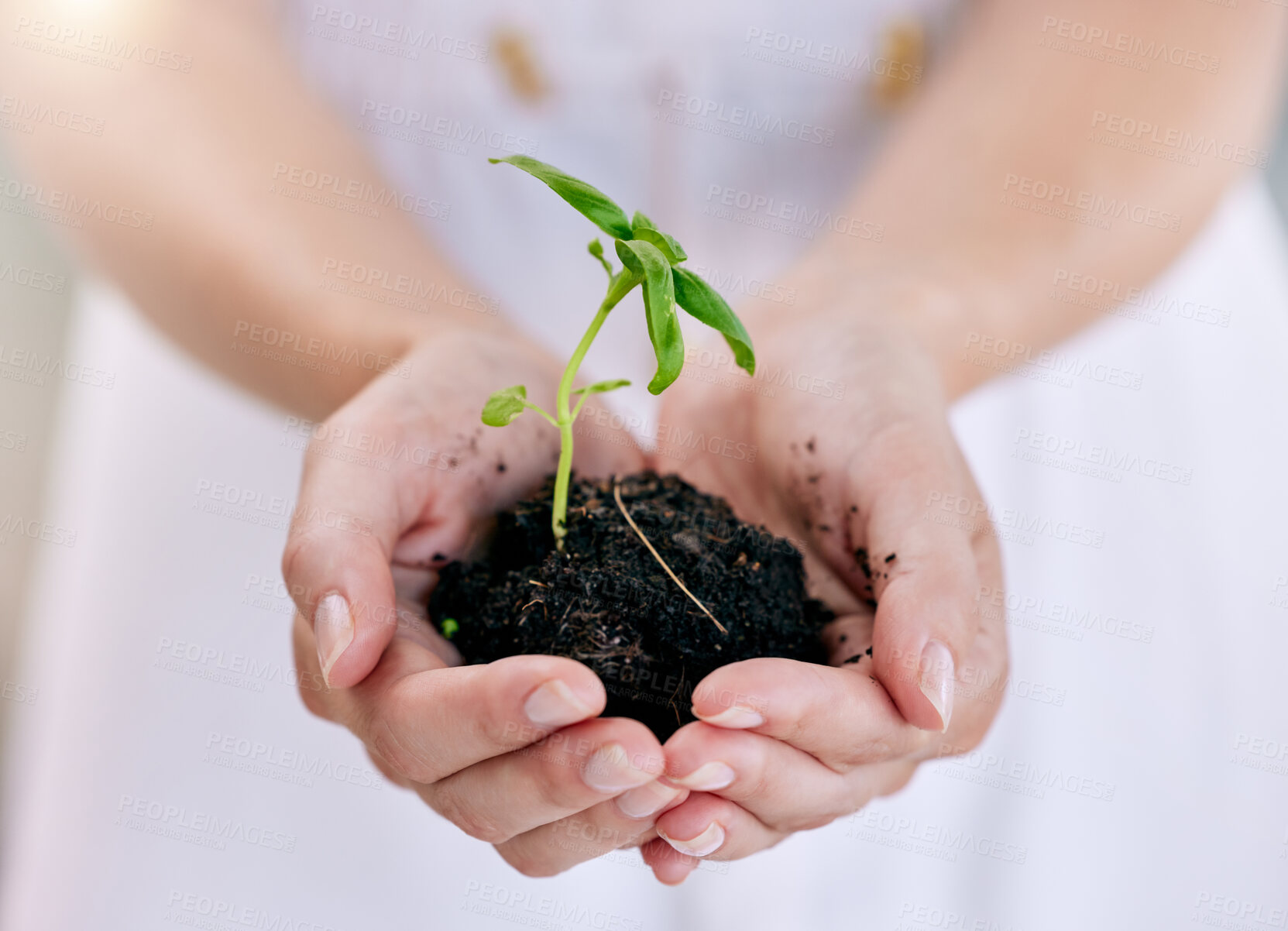 Buy stock photo Sustainability, nature and person with plant in hands for earth day, ecology and agriculture. Green leaf, soil and fingers closeup for eco friendly conservation, growth and protect future environment