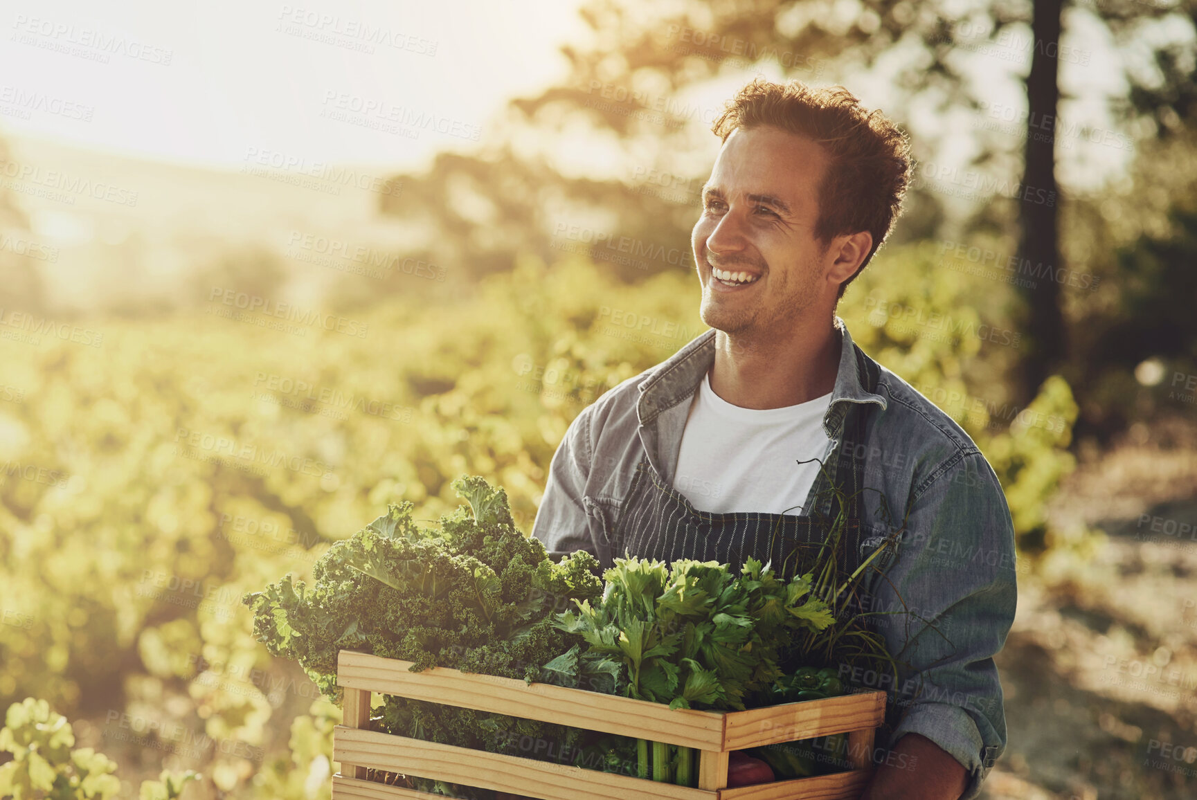 Buy stock photo Agriculture, crate and idea with man on farm for agribusiness, growth or sustainability. Flare, harvest and thinking of happy farmer outdoor in field for ecology, fresh produce or grocery market