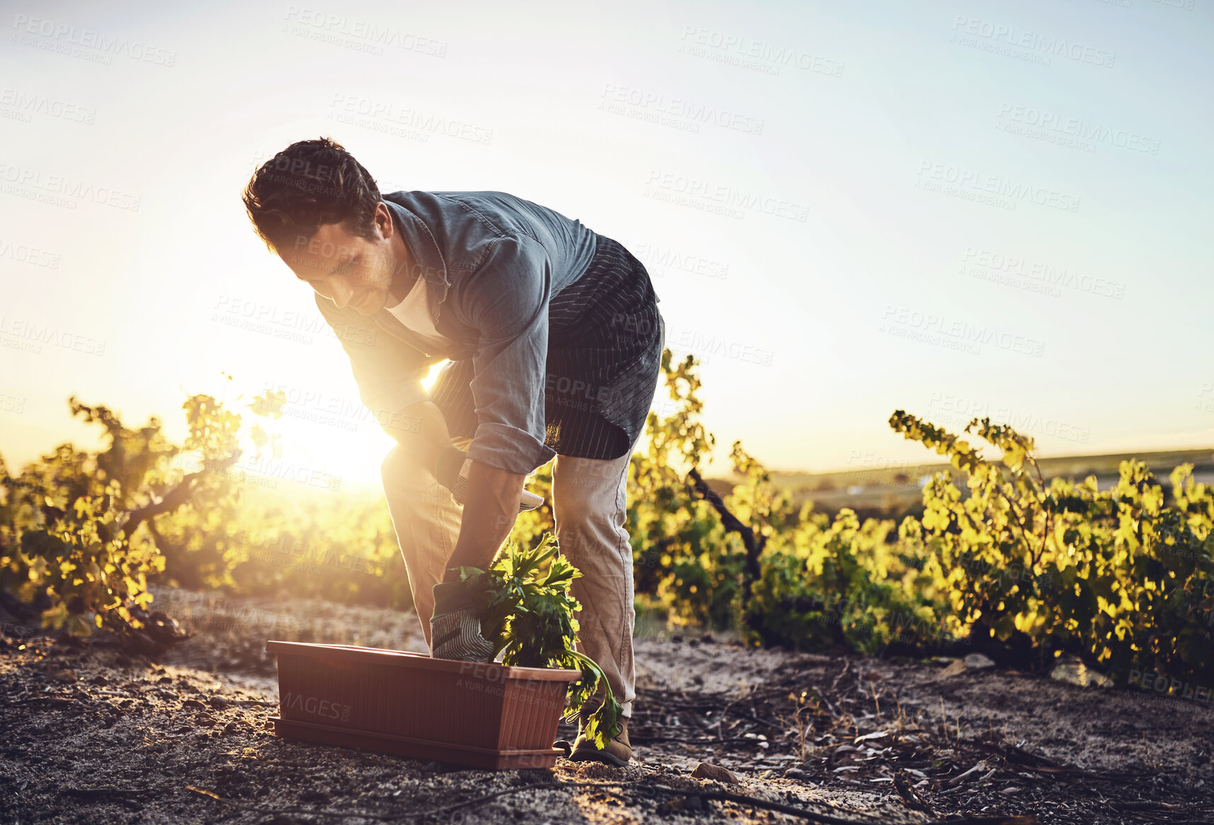 Buy stock photo Farmer, planting and vegetable field on outdoor land for gardening, sustainability or vegan nutrition. Man, agriculture and nursery sowing for harvest growth or healthy food and environmental care