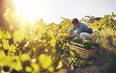 Buy stock photo Harvesting, farm and man working with celery, natural produce and organic food in countryside field. Sustainability, agribusiness and farmer with box for eco farming, gardening and agriculture