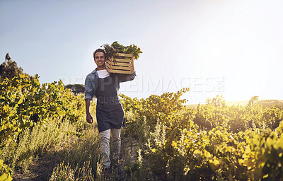 Buy stock photo Agriculture, farm and sunshine with man with harvest, natural produce and organic food in countryside field. Sustainability, agribusiness and farmer with box for eco farming, vegetables and working