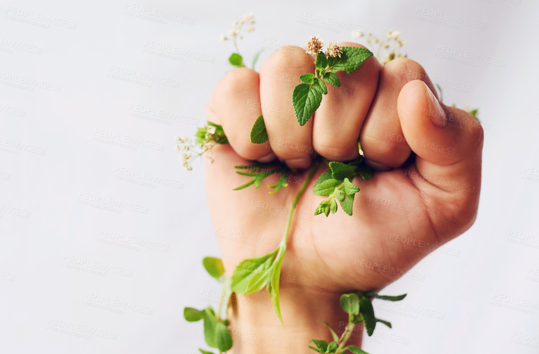 Buy stock photo Fist, plant and hand for environment sustainability isolated on white studio background space. Protest, ecology and person with green leaves for earth day, climate change or fight for nature closeup