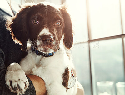 Buy stock photo Portrait, dog and animal with love relax at house from adoption, new home and care in arms of owner support. Pet puppy, healthy and loyalty with attention, wellness or calm for trust of person