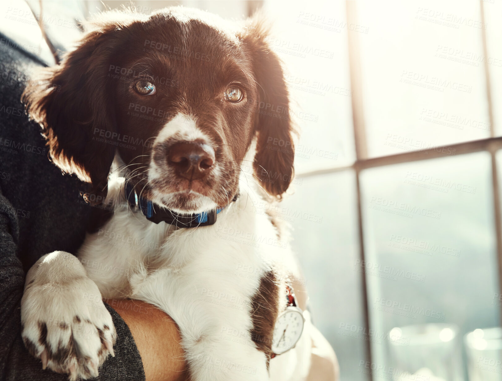 Buy stock photo Portrait, dog and animal with love relax at house from adoption, new home and care in arms of owner support. Pet puppy, healthy and loyalty with attention, wellness or calm for trust of person