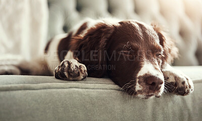 Buy stock photo Sleepy, dog and sofa with relax in living room for nap with cozy, resting and tired in house. Pet, exhausted and fatigue from playing or waiting on couch with English Springer Spaniel in home.