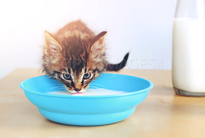 Buy stock photo Cat, animal and bowl in living room with milk for formula, growth development or nutrition with feeding. Bottle, thirsty and kitten with container for digestive health, hungry or wellness in home