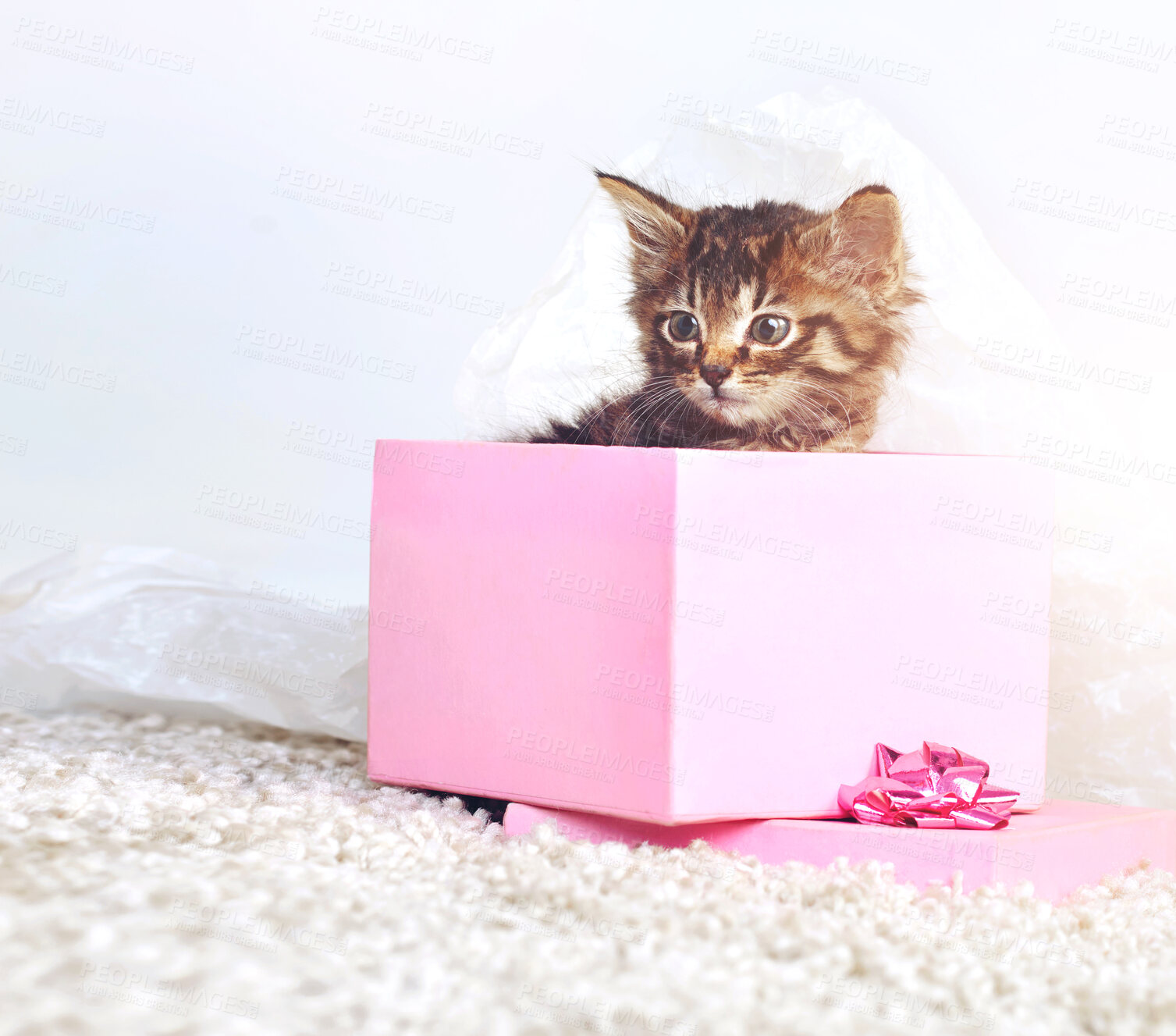 Buy stock photo Kitten, small and inside box in studio for gift, adoption and promotion on white background. Baby animal, pink cardboard and adorable with package for new home, shelter and safety on carpet for love