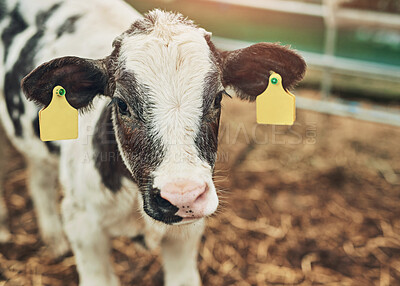 Buy stock photo Agriculture, livestock and portrait of cow at farm for milk, dairy or beef production, supply chain or industry. Sustainability, small business and animal in countryside with tag or farming in nature