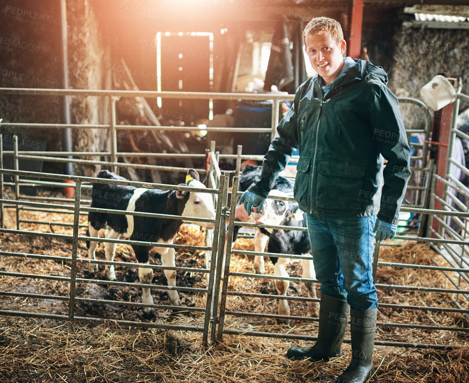 Buy stock photo Farm, agriculture and man with cows, nature and grass for sustainable farming, inspection and countryside. Farmer, guy and portrait with cattle for beef production, livestock or animal health