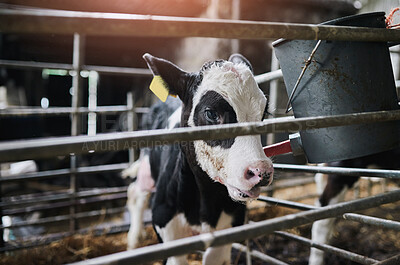 Buy stock photo Calf, bucket and feeding by fence at farm for diet, health and growth at barn in countryside. Animal, cattle and livestock with nutrition for development, meat and dairy production in Argentina