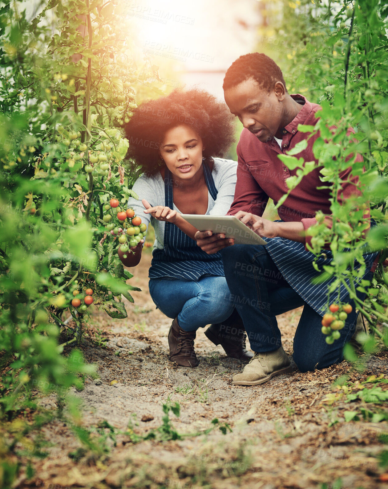 Buy stock photo Farming, team and tablet at plants for check, information and quality assurance in greenhouse. Man, woman and technology by tomatoes for research, sustainability and inspection for agriculture