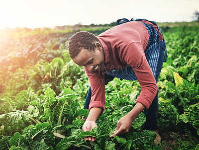 Buy stock photo Agriculture, plants and sustainability with man on farm for growth, harvest season or inspection. Countryside, ecology and vegetables with smile of happy African farmer outdoor in field for planting