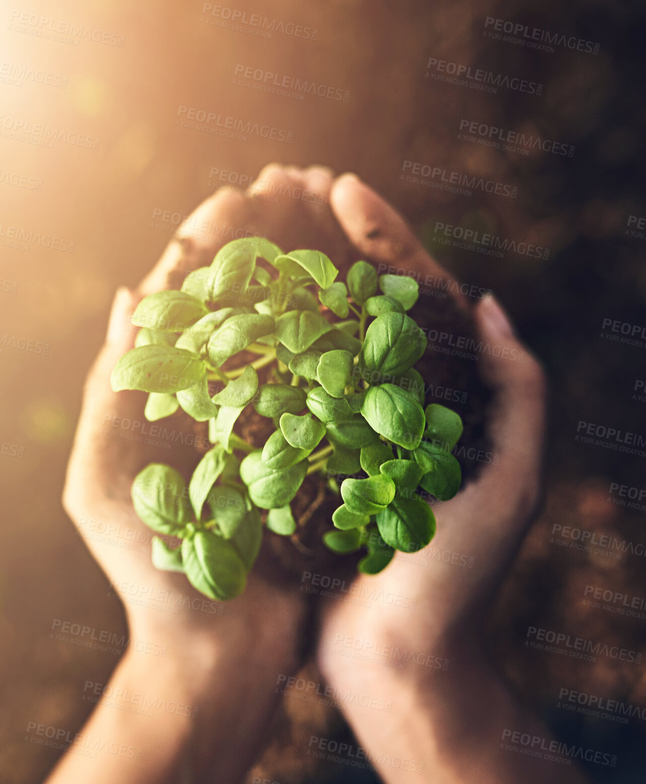 Buy stock photo Plant, hands and soil for sustainability, agriculture and gardening for growth and earth day. Volunteer, person and outdoor with dirt and accountability for conversation and climate change above