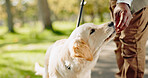 Snack, pet and hand of owner outdoors in park for walking, exercise and bonding on summer day. Person, dog or labrador animal together outside with food for training, health and meal on adventure