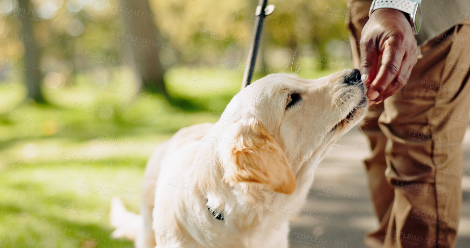 Buy stock photo Snack, pet and hand of owner outdoors in park for walking, exercise and bonding on summer day. Person, dog or labrador animal together outside with food for training, health and meal on adventure