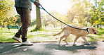 Legs, person and pet outdoor on walk together for group exercise, health and wellness in park. Active, dog or labrador animal with owner outside in nature for morning adventure, cardio and training