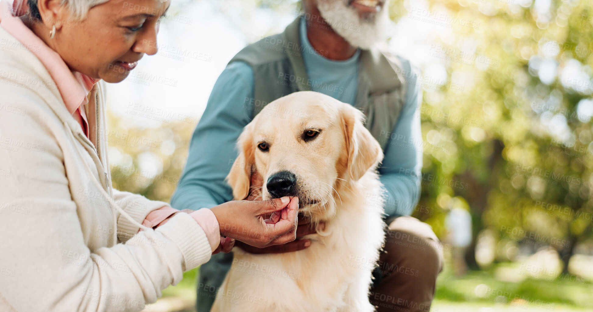 Buy stock photo Senior couple, dog and outdoor care with treat for love, support and healthy snack for praise or training in park. Elderly people with animal, puppy or labrador pet for adoption and eating in nature