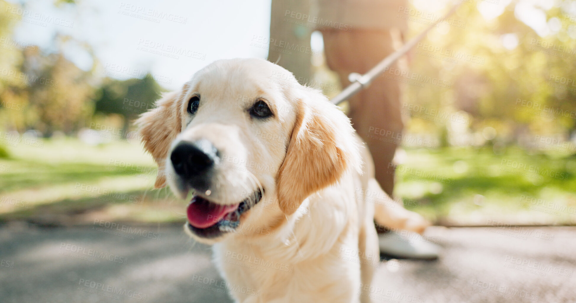 Buy stock photo Animal, dog and leash in park for walk, exercise and golden retriever breed for puppy training. Pet, protection and guide for emotional support and love, comfort and cardio in field or nature outside