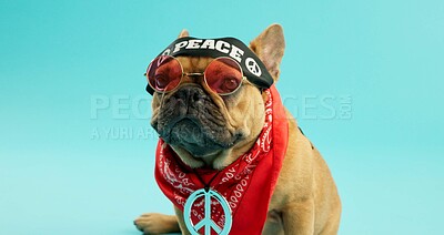 Buy stock photo Bull dog, portrait and animal with fashion, peace or hipster clothing in style on a blue studio background. Small french pet, canine puppy or young adorable pure breed in stylish outfit or cool swag