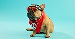 Dogs, hippie and French bulldog in studio with peace, headband and, fashion or aesthetic on blue background. Pet, glasses and cool puppy with jewellery, accessories and costume, style and outfit