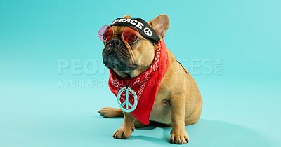 Buy stock photo Dogs, clothes and French bulldog in studio with peace, headband and, fashion or aesthetic on blue background. Pet, glasses and cool puppy with jewellery, accessories and costume, style and outfit