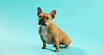 Dog, puppy and curious french bulldog in studio for canine companion, playful and security on floor. Animal, pet and waiting with loyalty for foster care and mockup with wellness on blue background