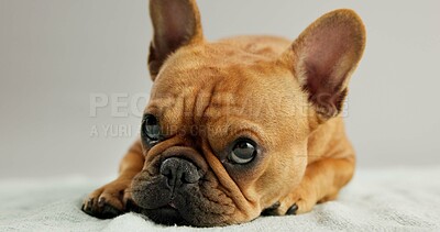 Buy stock photo Dog, puppy and french bulldog with relax on blanket for canine companion, adoption and security on floor. Animal, pet and face for foster care, comfortable and resting with wellness for protection