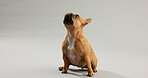 Dog, pet and curious french bulldog in studio for canine companion, playful and security on floor. Animal, puppy and waiting with loyalty for foster care and mockup with wellness on gray background