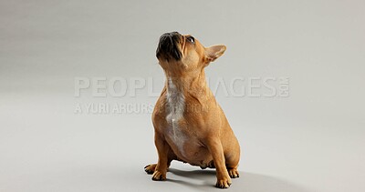 Buy stock photo Dog, pet and curious french bulldog in studio for canine companion, playful and security on floor. Animal, puppy and waiting with loyalty for foster care and mockup with wellness on gray background