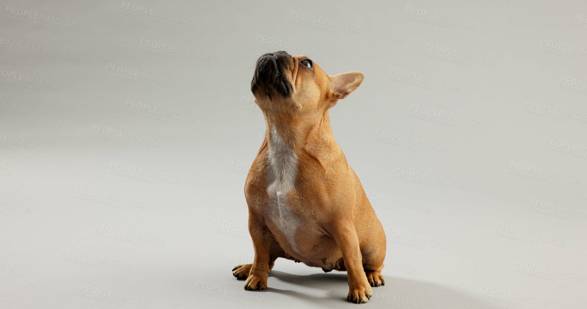 Buy stock photo Dog, pet and curious french bulldog in studio for canine companion, playful and security on floor. Animal, puppy and waiting with loyalty for foster care and mockup with wellness on gray background