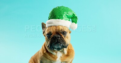 Buy stock photo French bulldog, pet and Santa hat in studio for Christmas, party or celebration by blue background. Dog, animal or puppy with green cap for xmas event, cheers or relax with sequin for festive holiday