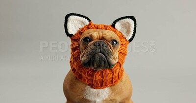 Buy stock photo Dog, hat and French Bulldog with winter snood in studio for cute, fashion or winter snood on grey background. Animal, mockup and curious calm puppy with bear costume for fun, celebration or theme