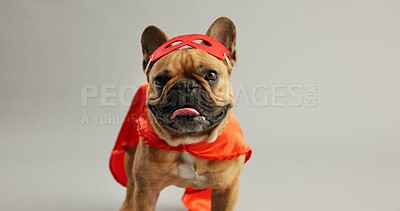 Buy stock photo French bulldog, pet and superhero costume in studio for celebration, party and halloween by white background. Dog, animal or puppy with red mask for event, games and play hero with cape in fantasy