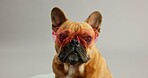 French bulldog, pet and heart sunglasses in studio for valentines day, present or gift by white background. Animal, dog or puppy with shades, love or kindness for event with style, fashion or holiday