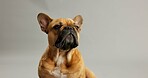 Dog, pet and face of french bulldog in studio for canine companion, protection and security on mockup. Puppy, pet and relax for foster care, comfortable and curious with wellness on gray background