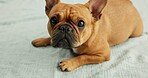 Dog, puppy and face of french bulldog on blanket for canine companion, adoption and security on floor. Animal, pet and relax for foster care, comfortable and resting with wellness for protection