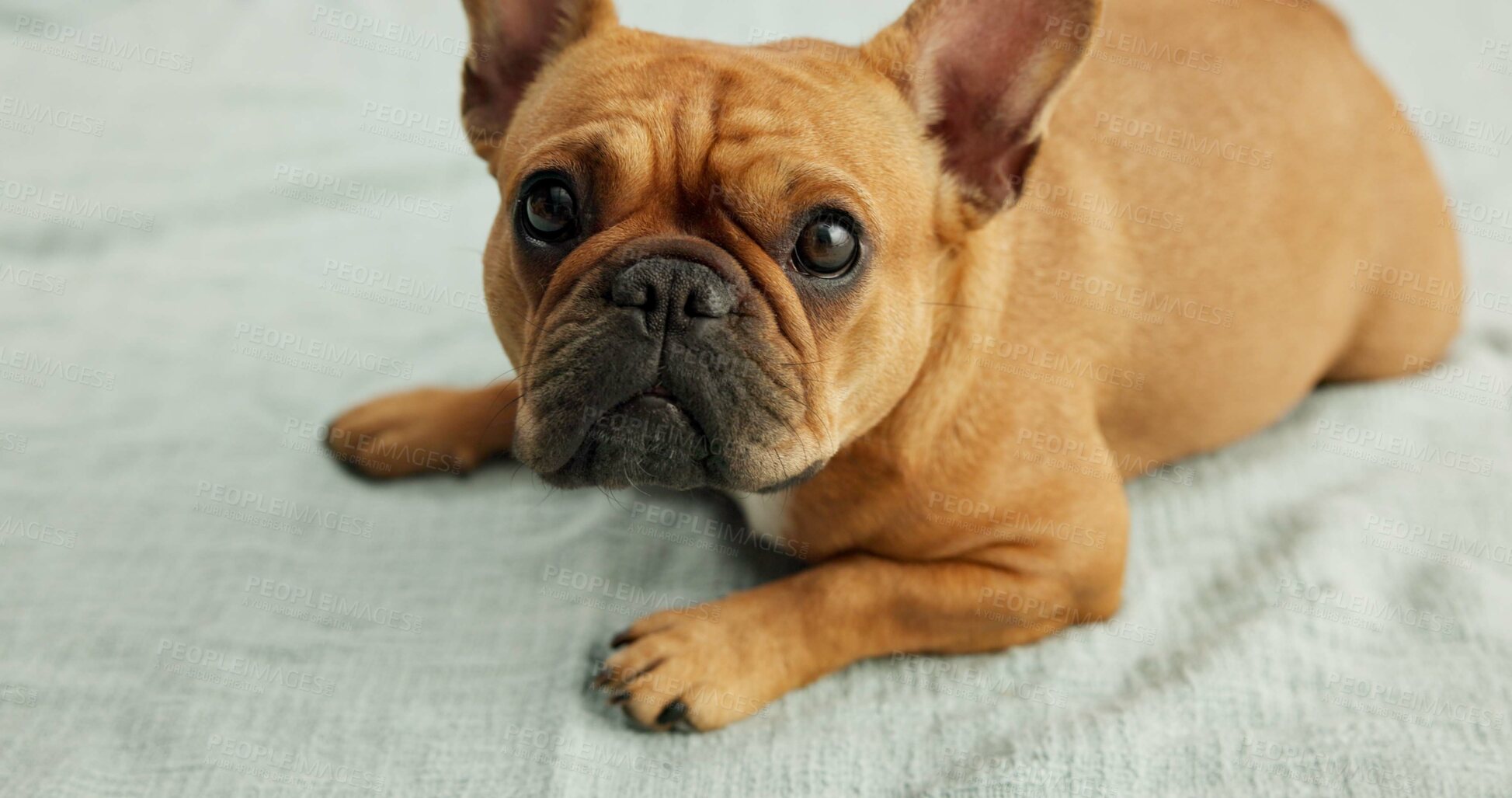 Buy stock photo Dog, puppy and face of french bulldog on blanket for canine companion, adoption and security on floor. Animal, pet and relax for foster care, comfortable and resting with wellness for protection